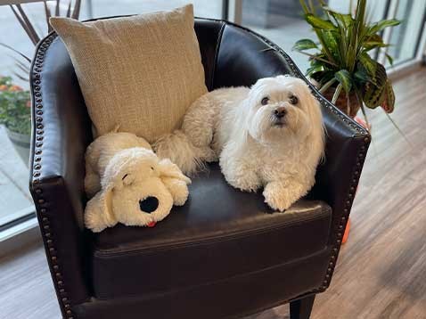 A small white dog and a stuffed animal seated on a black leather chair